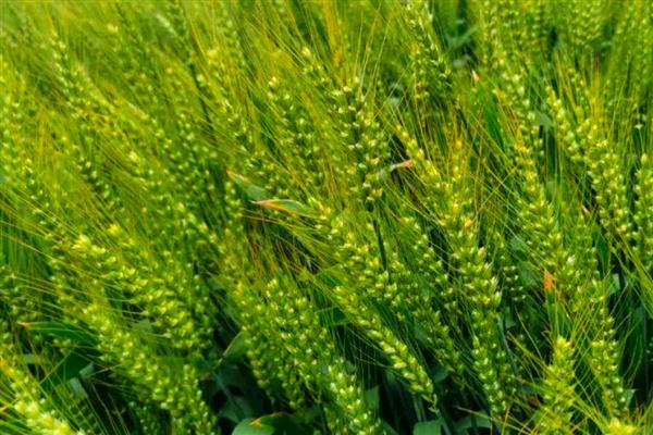 中国农业的哪些领域世界领先，有以下4种