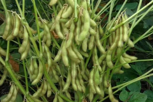 中国农业的哪些领域世界领先，有以下4种