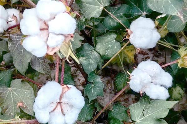 中国农业的哪些领域世界领先，有以下4种