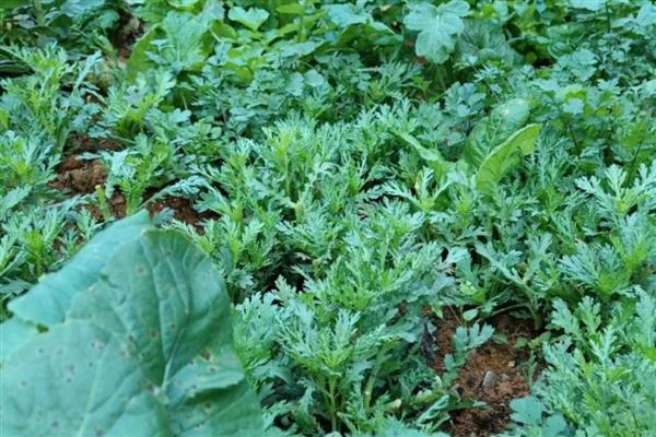 茼蒿的生长温度，需达到8℃左右才能生长