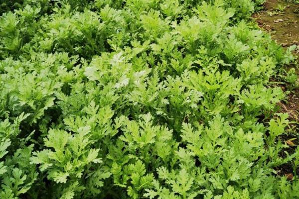 茼蒿的生长温度，需达到8℃左右才能生长