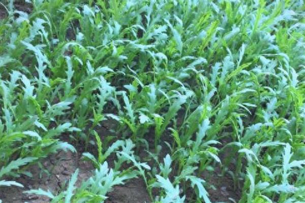 茼蒿的生长温度，需达到8℃左右才能生长