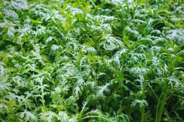 茼蒿的生长温度，需达到8℃左右才能生长