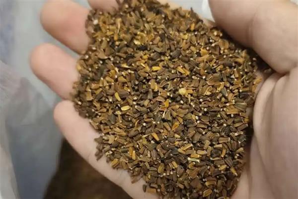 茼蒿的生长温度，需达到8℃左右才能生长