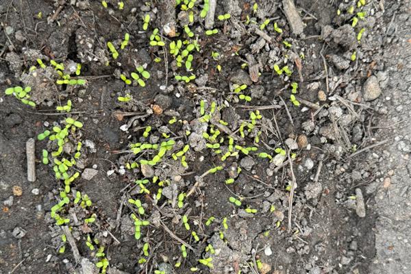 茼蒿的生长温度，需达到8℃左右才能生长