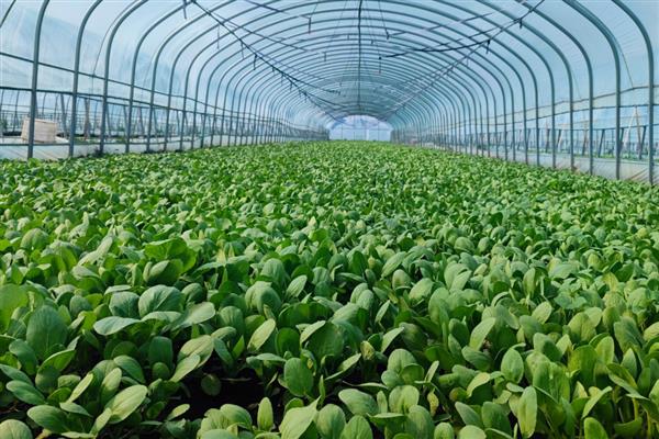 中国农业的哪些领域世界领先，有以下4种