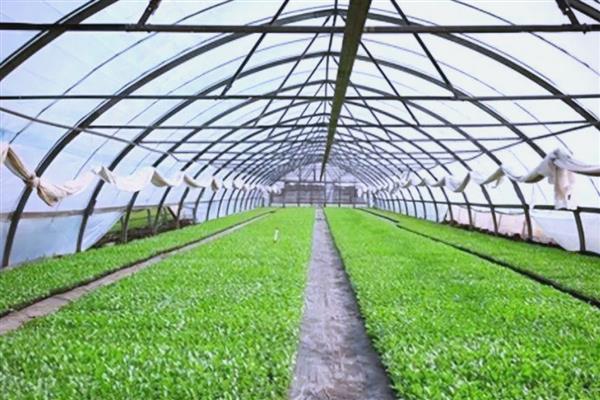 中国农业的哪些领域世界领先，有以下4种