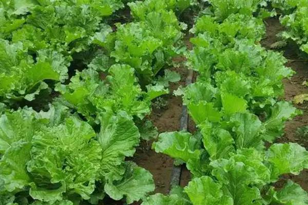 中国农业的哪些领域世界领先，有以下4种