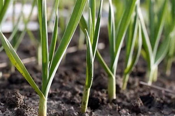 种蒜苗的过程，苗期每天给予充足的光照处