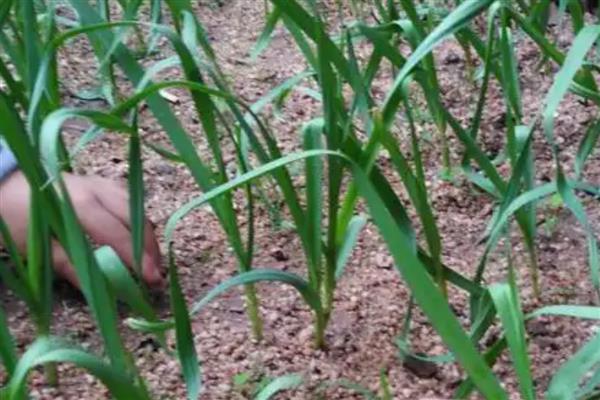 种蒜苗的过程，苗期每天给予充足的光照处