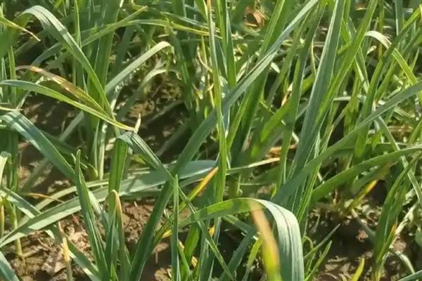 种蒜苗的过程，苗期每天给予充足的光照处