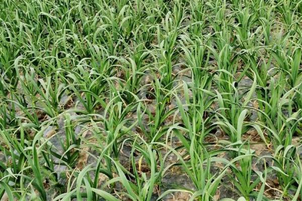 种蒜苗的过程，苗期每天给予充足的光照处