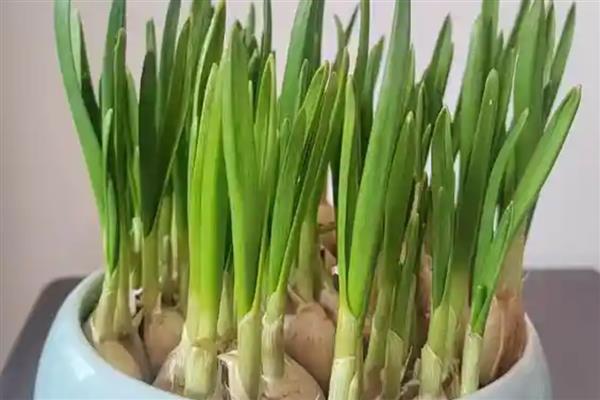 种蒜苗的过程，苗期每天给予充足的光照处