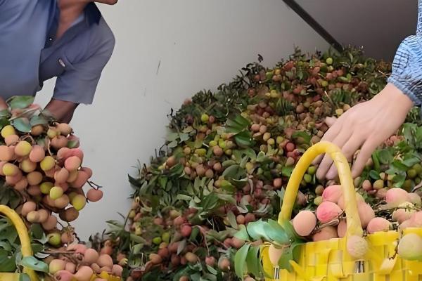 荔枝如何贮运才能保鲜，放在泡沫箱中并加入冰块可保鲜5天左右