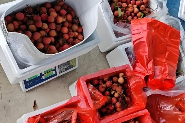 荔枝如何贮运才能保鲜，放在泡沫箱中并加入冰块可保鲜5天左右