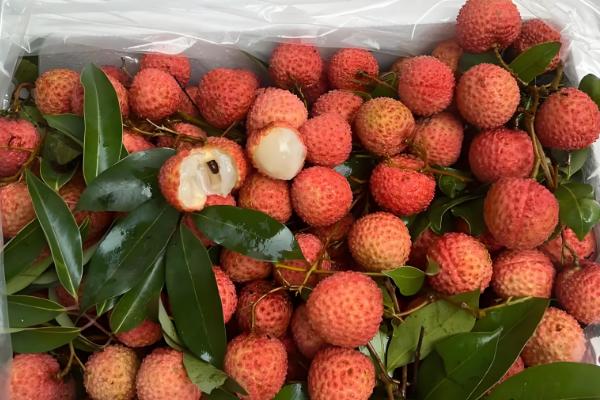 荔枝如何贮运才能保鲜，放在泡沫箱中并加入冰块可保鲜5天左右