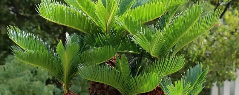 铁树有什么象征意义，代表长寿健康、坚贞不屈等含义