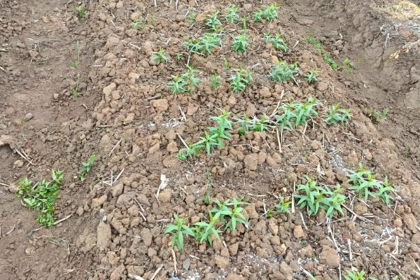 三月李的高产栽培技术,一般施农家肥做基肥