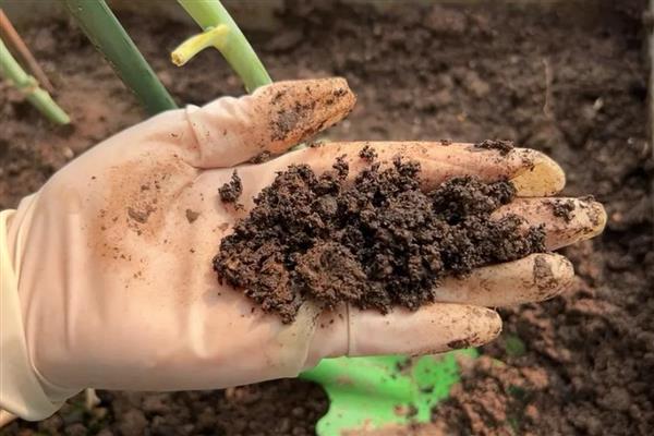 榕树盆景养殖要点,生长期每个月施肥一次