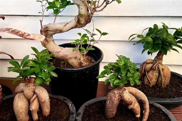 榕树盆景养殖要点,生长期每个月施肥一次