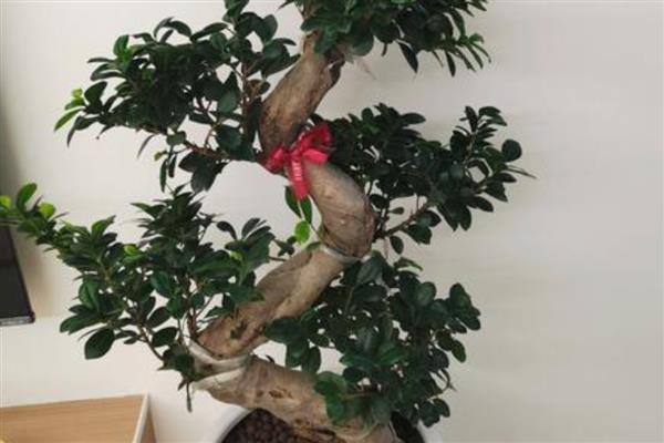 榕树盆景养殖要点,生长期每个月施肥一次