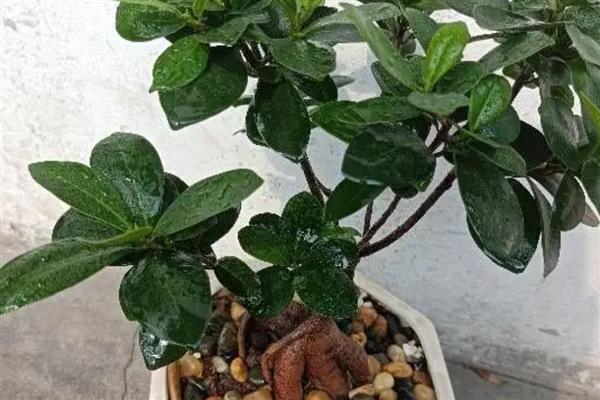 榕树盆景养殖要点,生长期每个月施肥一次