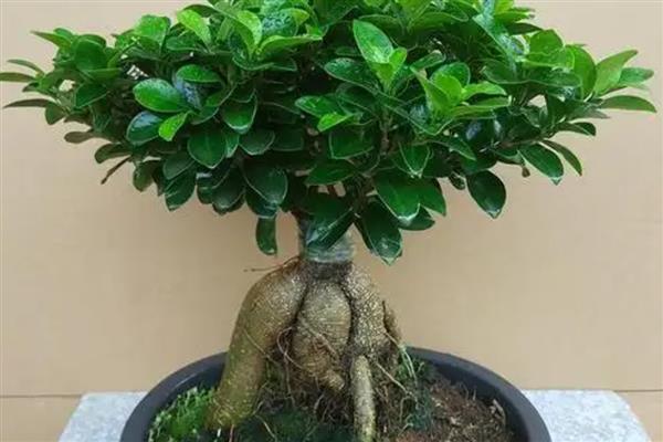 榕树盆景养殖要点,生长期每个月施肥一次