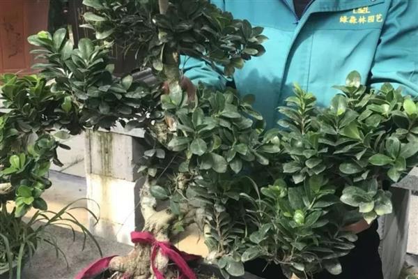 榕树盆景养殖要点,生长期每个月施肥一次