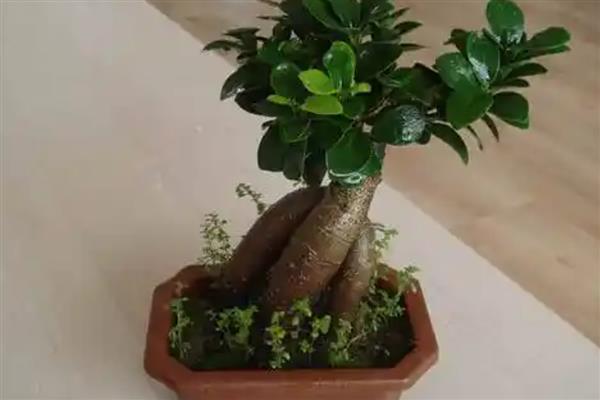 榕树盆景养殖要点,生长期每个月施肥一次