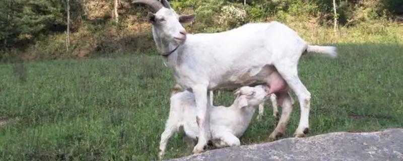 小羊没奶吃如何解决，可饲喂奶粉