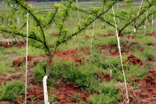 三月李的高产栽培技术,一般施农家肥做基肥