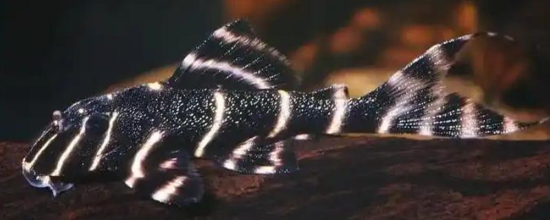 金线黑斑马异型鱼好不好养，饲养难度低很适合新手