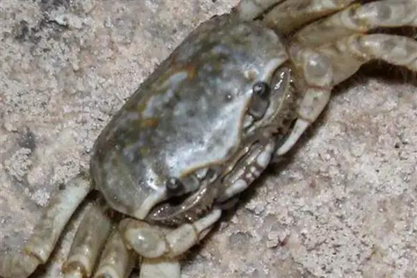 吃螃蟹能喝牛奶吗，吃螃蟹可以喝牛奶