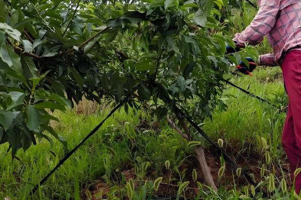 三月李的高产栽培技术,一般施农家肥做基肥