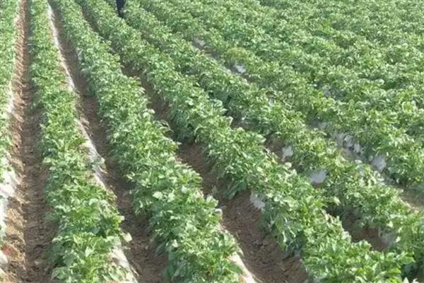 马铃薯丰产培育技巧，播种前需要晒种2-3天