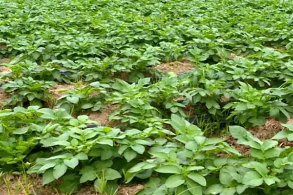 马铃薯丰产培育技巧，播种前需要晒种2-3天