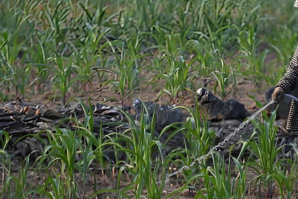 玉米的需水特点,幼苗期需水较少