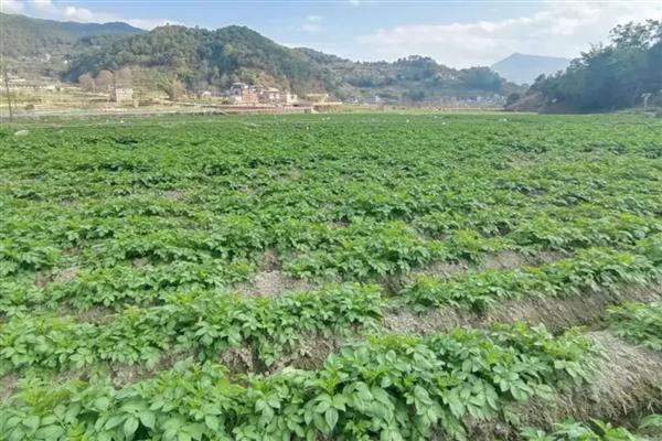 马铃薯丰产培育技巧，播种前需要晒种2-3天