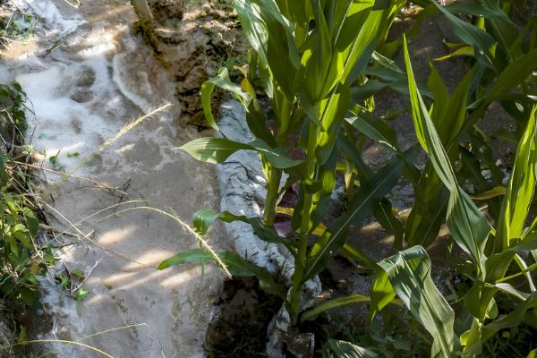 玉米的需水特点,幼苗期需水较少