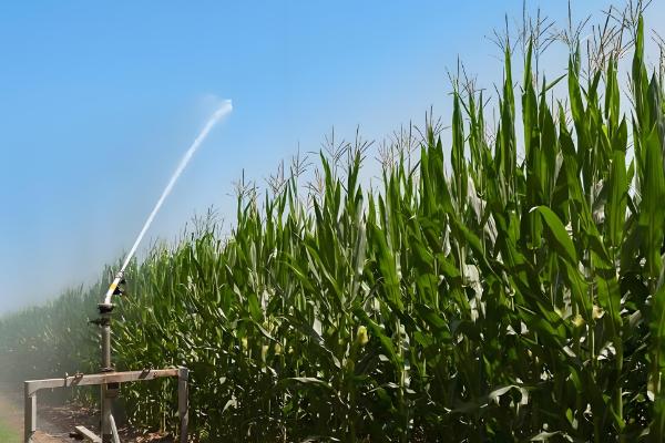 玉米的需水特点,幼苗期需水较少