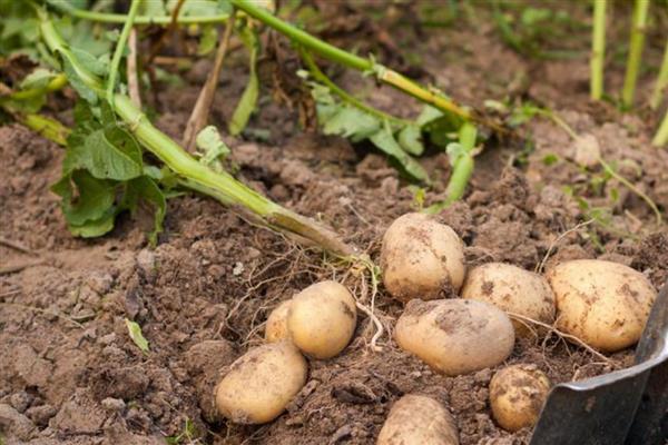 马铃薯丰产培育技巧，播种前需要晒种2-3天