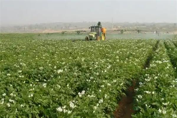马铃薯丰产培育技巧，播种前需要晒种2-3天