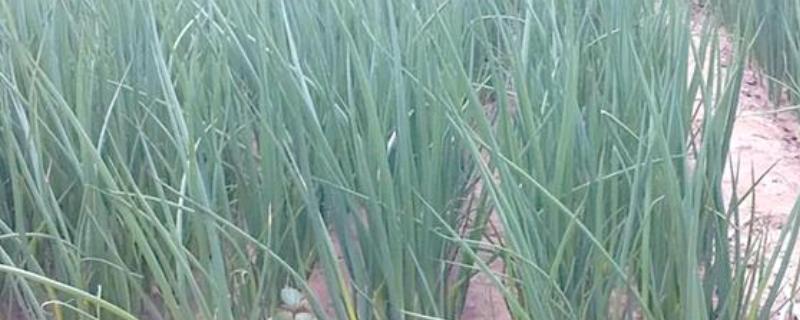 葱烂根如何处理，严重时要挖出病株撒施生石灰