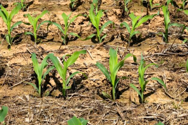 玉米的需水特点,幼苗期需水较少