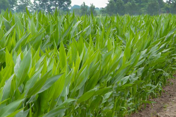 玉米的需水特点,幼苗期需水较少