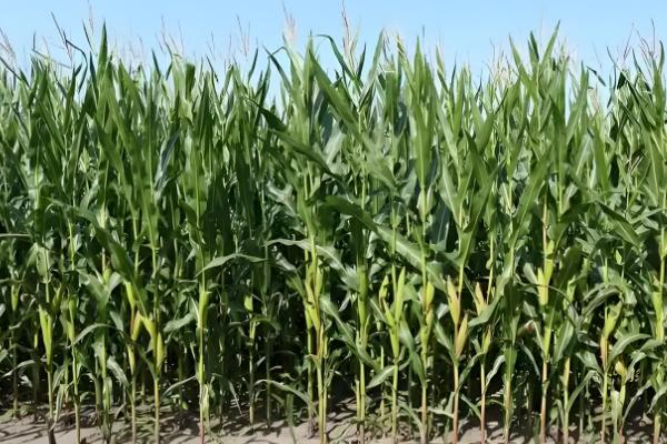 玉米的需水特点,幼苗期需水较少