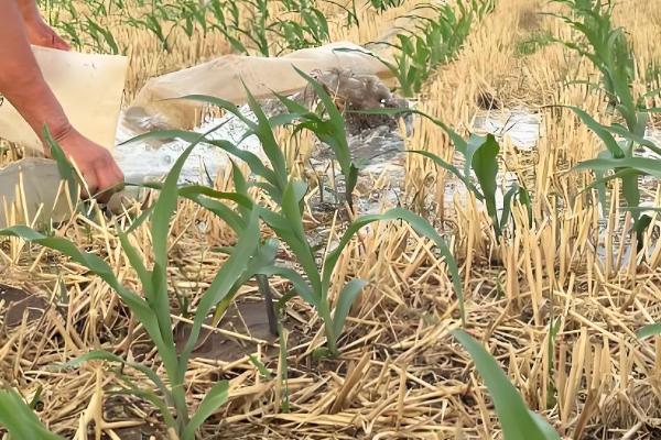 玉米的需水特点,幼苗期需水较少