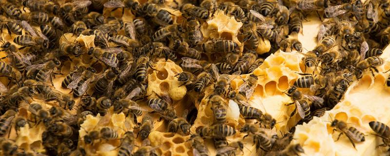 蜜蜂的资料，它们是利用蜂舞传递信息的