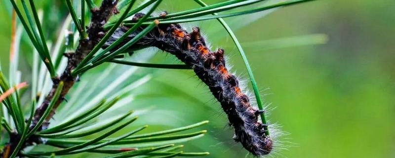 松毛虫的危害，主要啃食松类、柏类的茎叶