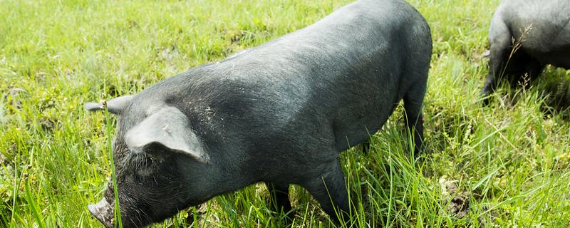 中国本土猪有没有白猪，白猪是从英国和丹麦引进